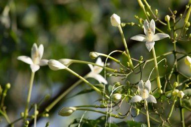  Beyaz çiçek Hint cork ağaç ve yaprak yeşil arka plan