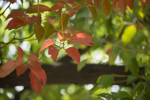 Hnědé a zelené listové Cinnamomum camphora strom — Stock fotografie