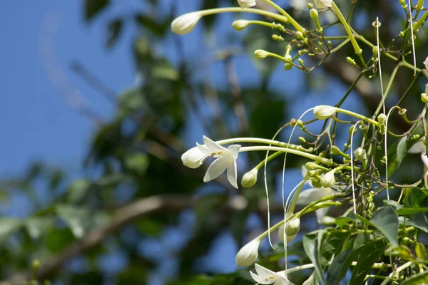 Fleur blanche liège indien et fond de feuille verte — Photo