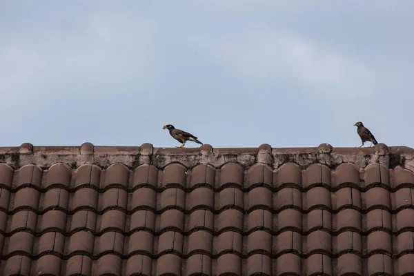 家の屋根に一般的な九官鳥 — ストック写真