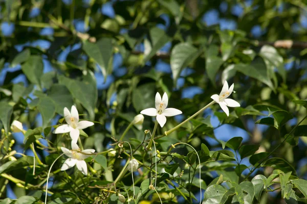 Bílý květ indické cork tree a zelená listová pozadí — Stock fotografie