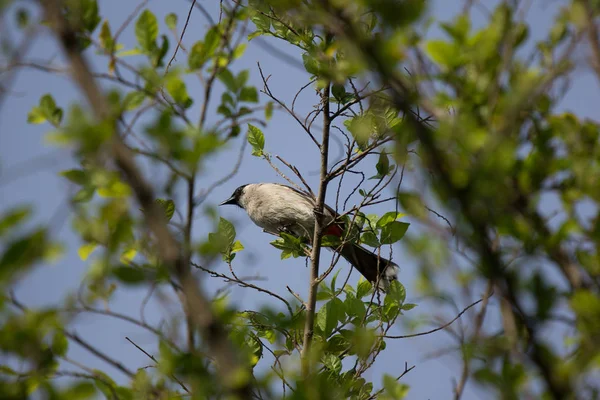 Oiseau Bulbul murmuré rouge sur l'arbre — Photo