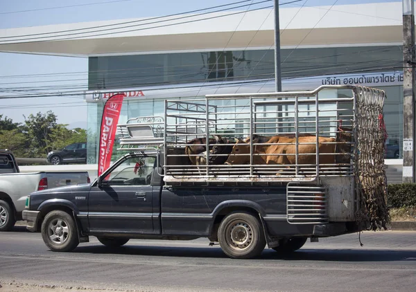 Cow on Private Pick up truck — Stock Photo, Image