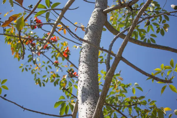 Bombax ceiba 나무의 잎 — 스톡 사진