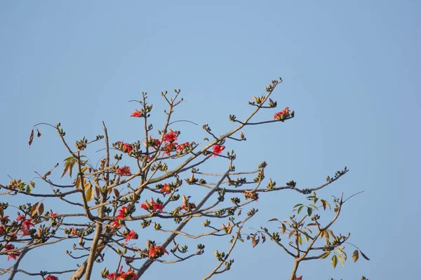 Bombax ceiba 나무의 잎 — 스톡 사진