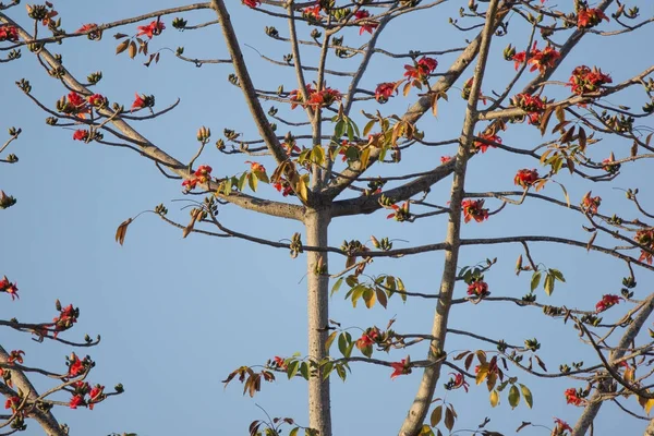 Листя Bombax ceiba дерево — стокове фото