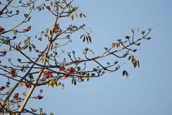 Bombax ceiba 나무의 잎 — 스톡 사진
