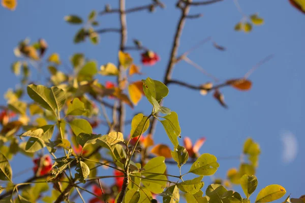 Bombax ceiba 나무의 잎 — 스톡 사진