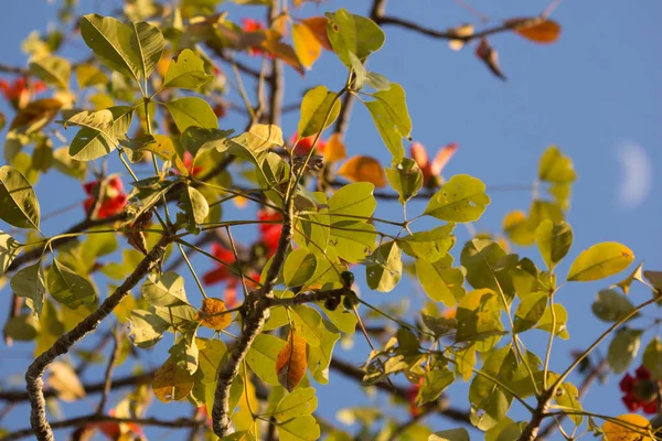 Bombax ceiba 나무의 잎 — 스톡 사진