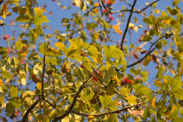 Bombax ceiba 나무의 잎 — 스톡 사진