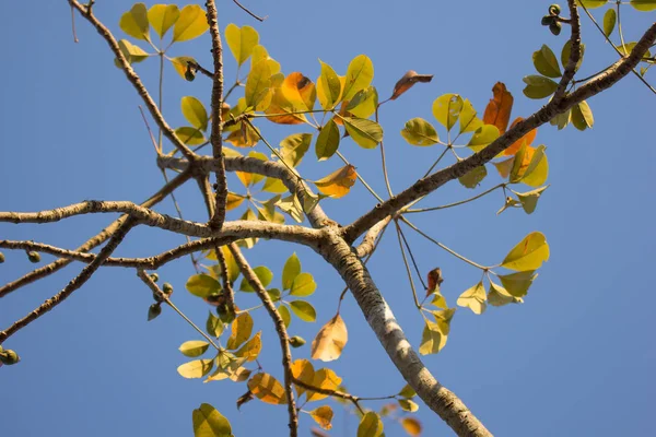 Листя Bombax ceiba дерево — стокове фото