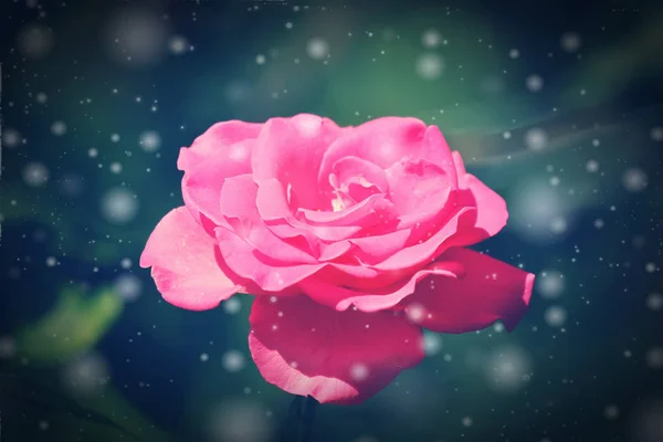Effet rétro sur rose rose fleur — Photo