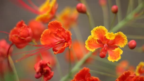 Piros Színpompás Virág Természetben — Stock videók