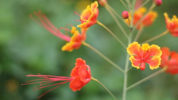 Flamboyant Flor Vermelha Natureza — Vídeo de Stock