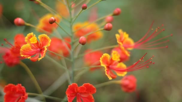 Flor Flamenca Roja Naturaleza — Vídeo de stock