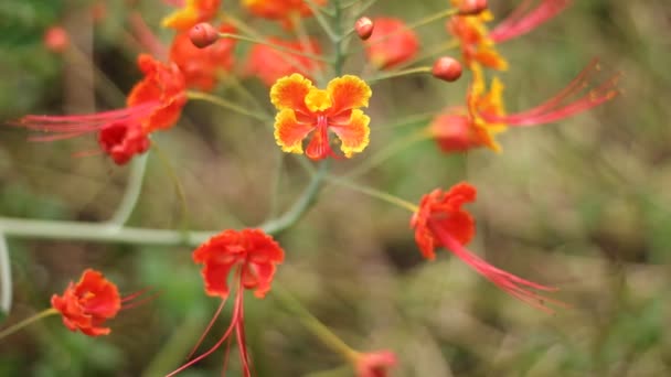 Red Flamboyant Flower Nature — Stock Video