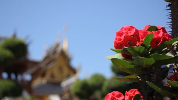 Chiangmai Thailand Oktober 2015 Banden Tempel Mooie Tempel Maetang District — Stockvideo