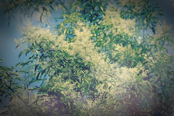 青い空やヤチダモ寒害木でレトロな白い花 — ストック写真