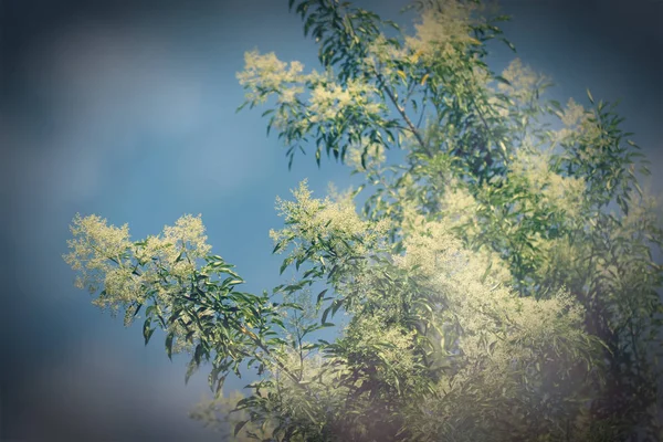 Ретро Белый цветок в голубом небе или Fraxinus griffithii дерево — стоковое фото