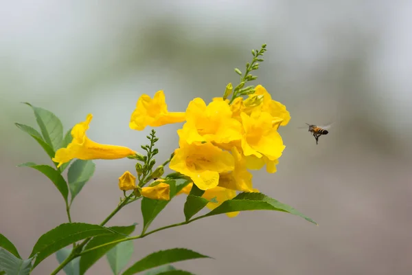 Пчела и желтый цветок, желтая бузина — стоковое фото