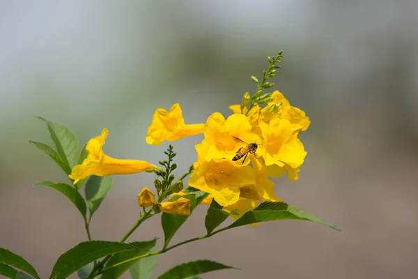 Пчела и желтый цветок, желтая бузина — стоковое фото