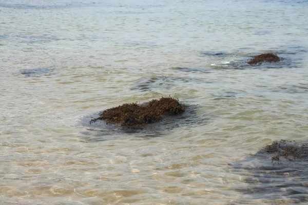 Coral and Blue sea in east region of thaibay thThailand — стоковое фото