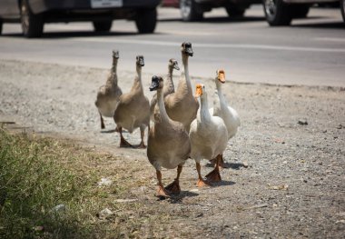 Ördek yakınlarındaki Otoban yolu yürüyüş