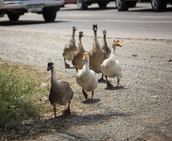 Duck walking near highway road — Stock Photo, Image