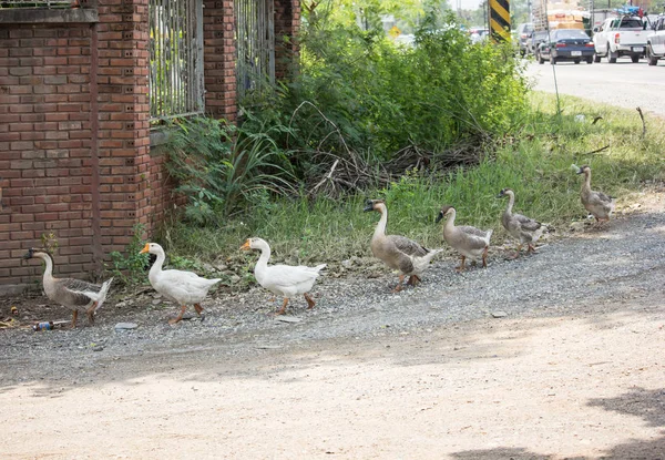 Pato andando perto da estrada — Fotografia de Stock