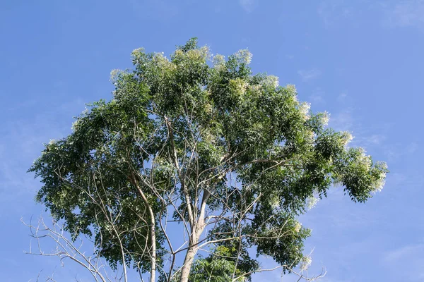 프락시누스 그리피스이 나무 — 스톡 사진