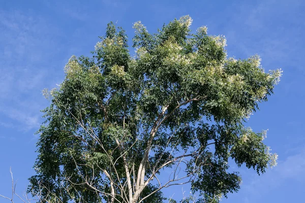 프락시누스 그리피스이 나무 — 스톡 사진