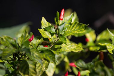 Biber PADI veya kuşbakışı göz biber