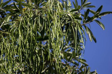 Tahta Ağacın Yeşil Tohumu 