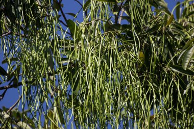 Tahta Ağacın Yeşil Tohumu 