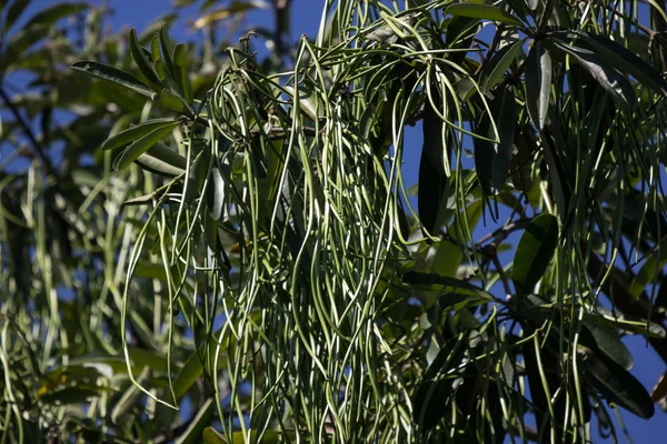 Tahta Ağacın Yeşil Tohumu 