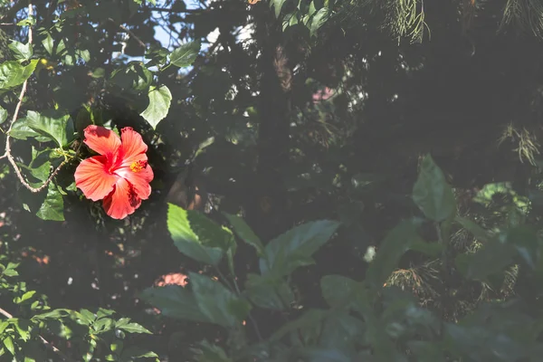 Close up de Hibiscus rosa-sinensis vermelho — Fotografia de Stock