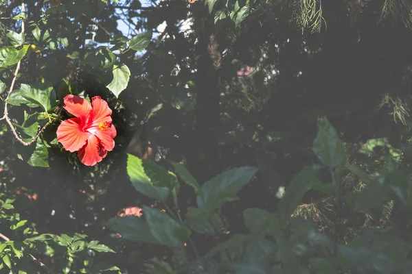 Primer plano de Hibiscus rosa-sinensis rojo —  Fotos de Stock