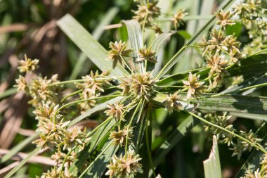 Papirüs ağacının Yeşil Küçük Yaprağını kapat.