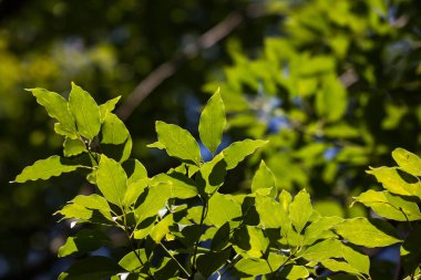 Genç Tarçın Yaprağı Kafur Ağacı
