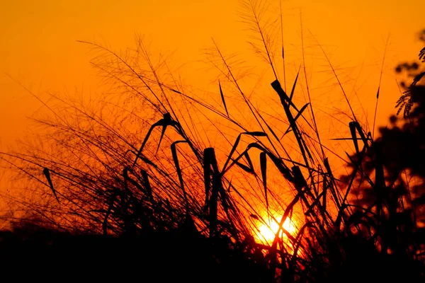 Sombra Flor Hierba Sol Mañana — Foto de Stock