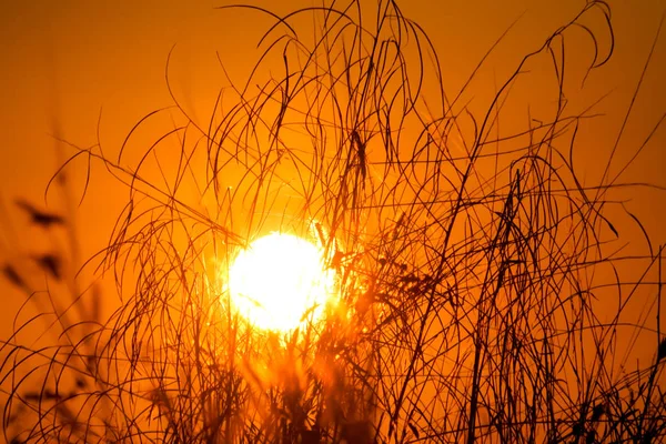 Sombra Flor Hierba Sol Mañana — Foto de Stock