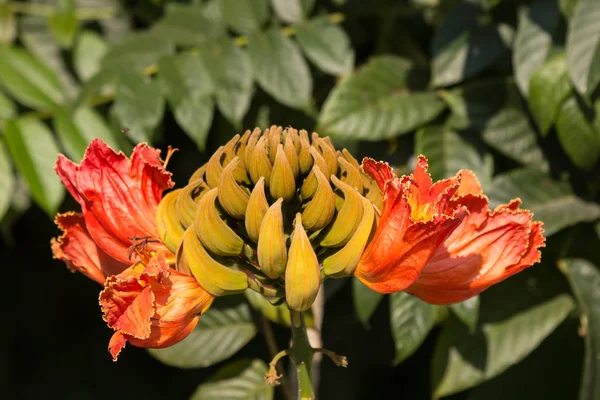 Orangefarbene Blüten Des Afrikanischen Tulpenbaums — Stockfoto