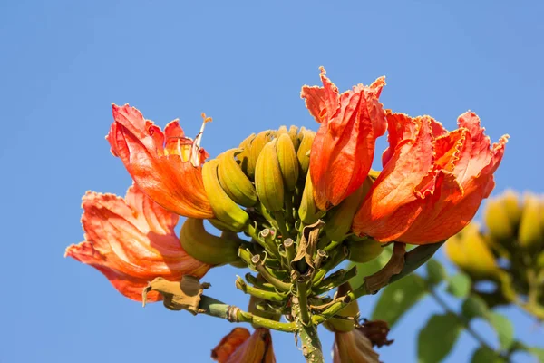 アフリカのチューリップのオレンジの花 — ストック写真