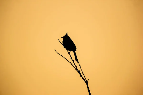 Shodow Pájaro Árbol —  Fotos de Stock
