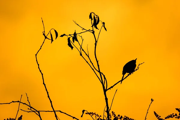 Shodow Pájaro Árbol —  Fotos de Stock
