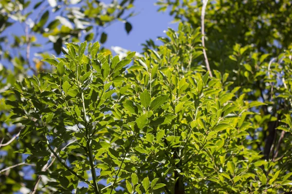 Πράσινο Φύλλο Του Δέντρου Cinnamomum Camphora — Φωτογραφία Αρχείου