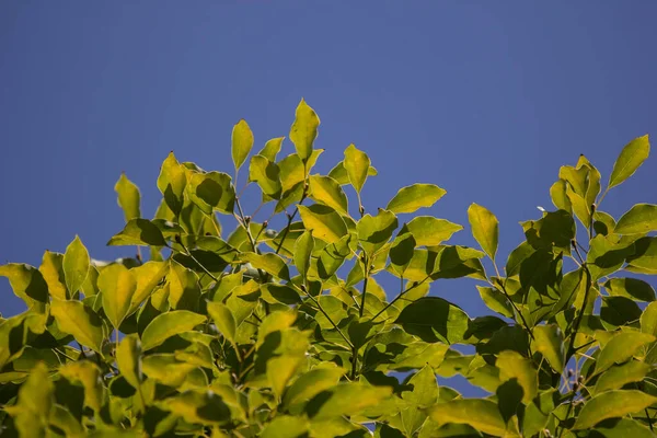 Folha Verde Cinnamomum Canphora Árvore — Fotografia de Stock