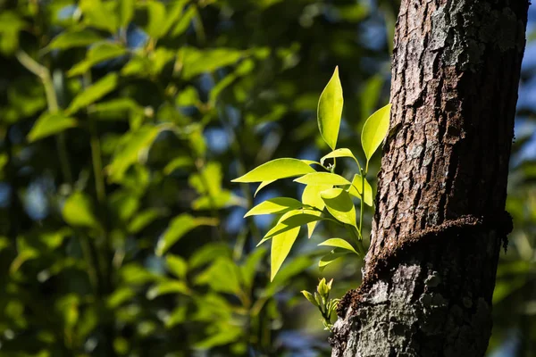 Folha Jovem Canela Canphora Árvore — Fotografia de Stock
