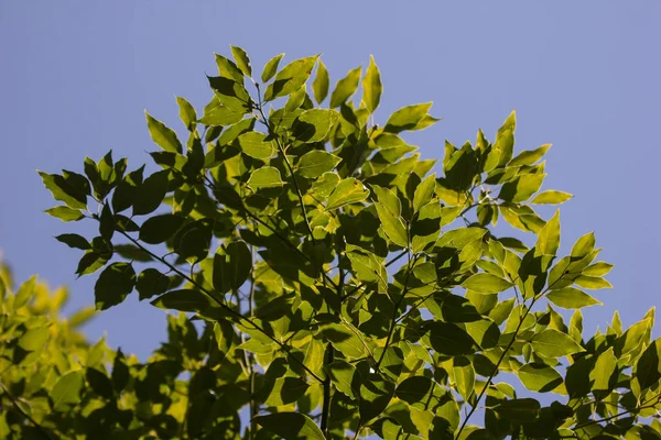 Hoja Verde Del Árbol Cinnamomum Camphora —  Fotos de Stock