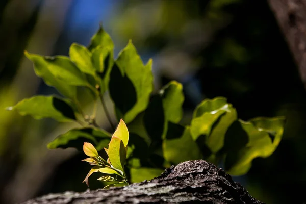 Junges Blatt Von Cinnamomum Camphora — Stockfoto
